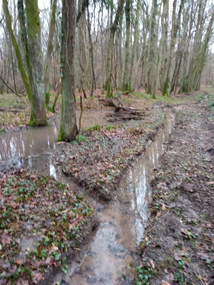 Après une grosse pluie, le ruisseau a repris son parcours d'origine. 1707341112964